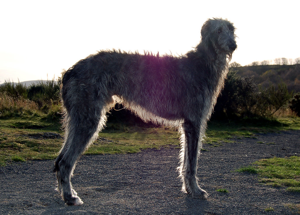 Deerhound And Wolfhound