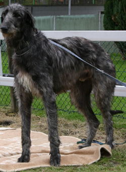 Deerhound Cross