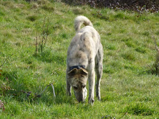 Deerhound Cross