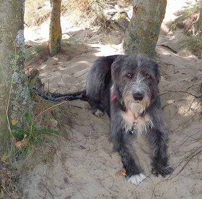 Deerhound Cross