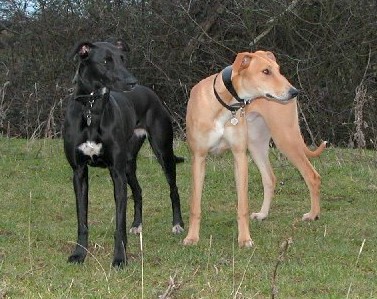 Deerhound Cross