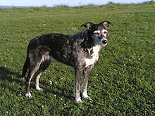 Deerhound Cross