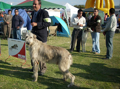 Deerhound Dog