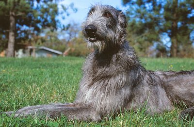 Deerhound Dog