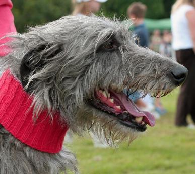 Deerhound Dog Breed