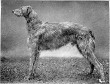 Deerhound Dog Breed