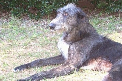 Deerhound Dog Breed