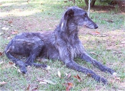 Deerhound Greyhound