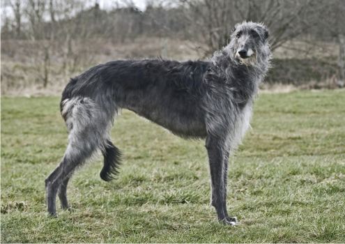 Deerhound Greyhound Cross