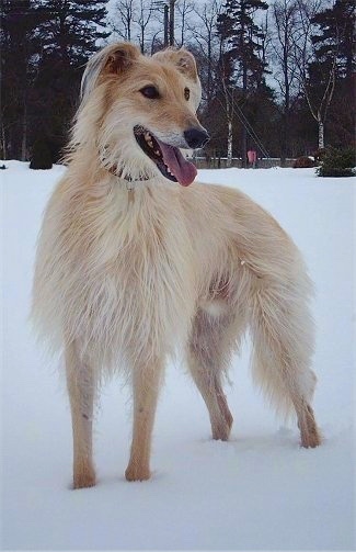 Deerhound Greyhound Cross