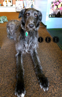 Deerhound Greyhound Cross