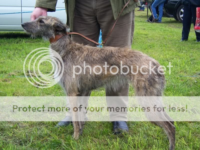 Deerhound Greyhound Cross