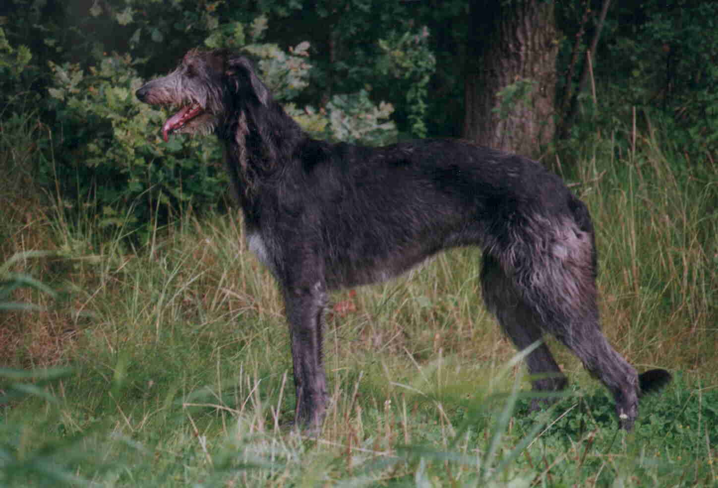 Deerhound Greyhound Cross