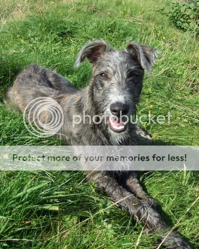 Deerhound Greyhound Cross