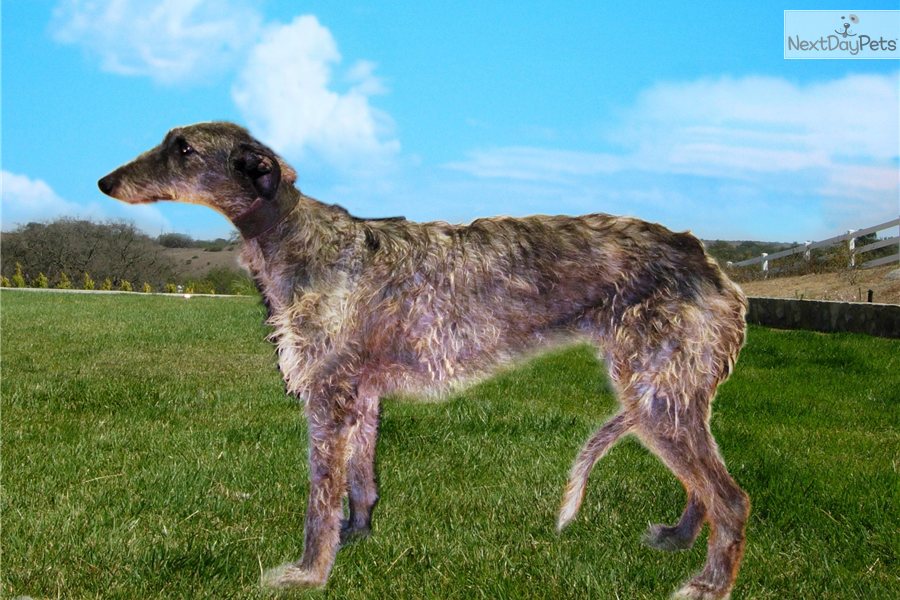 Deerhound Greyhound For Sale