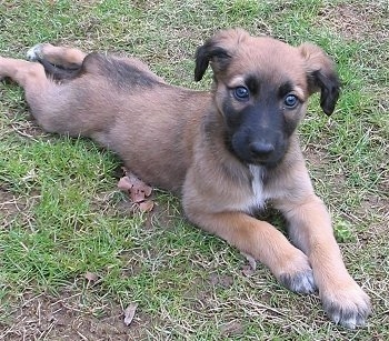 Deerhound Greyhound For Sale