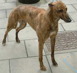 Deerhound Greyhound Lurcher