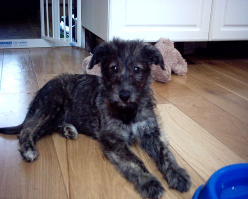 Deerhound Greyhound Lurcher