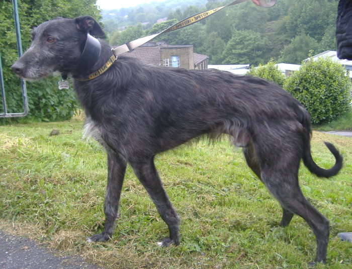 Deerhound Greyhound Lurcher