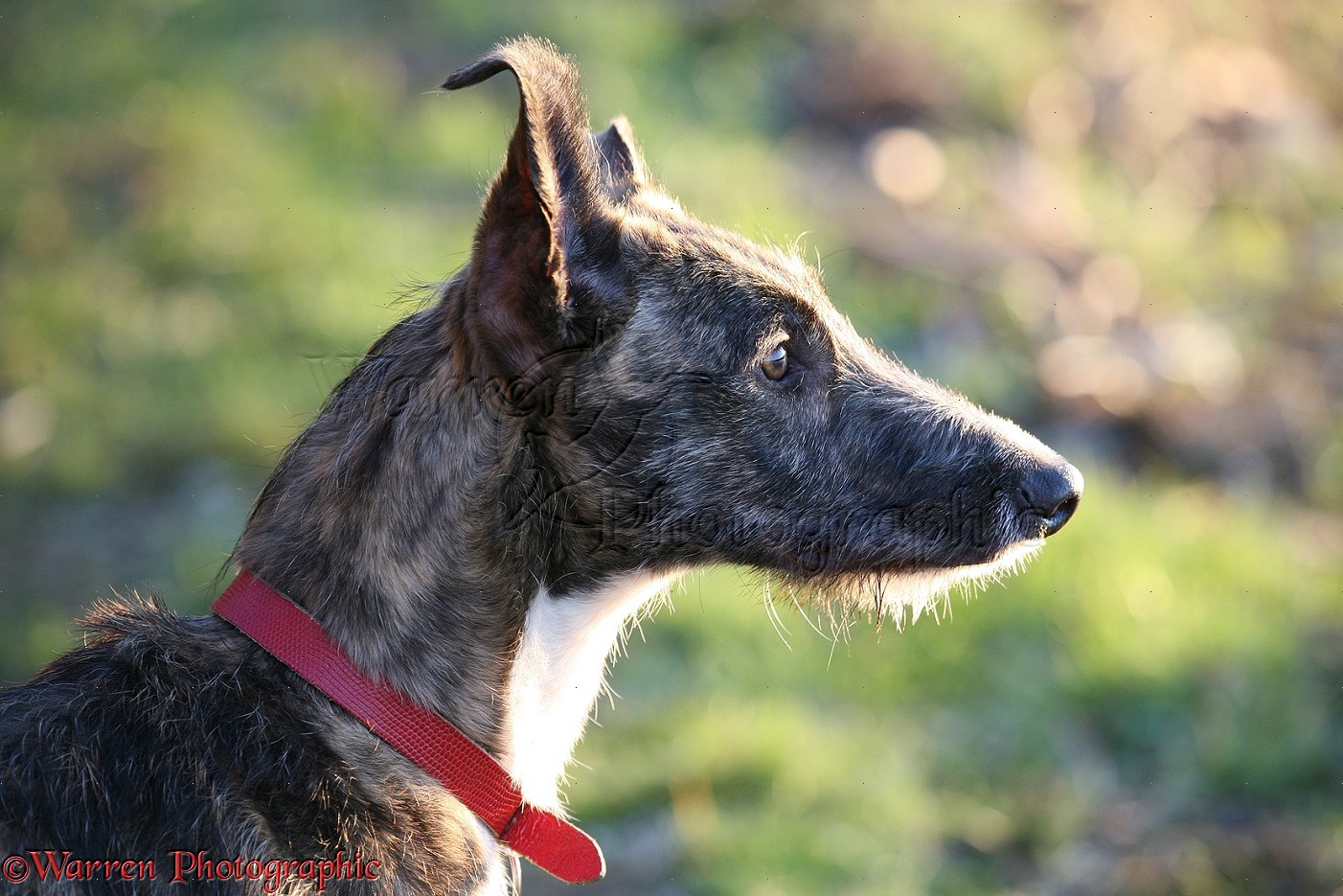 Deerhound Greyhound Lurcher