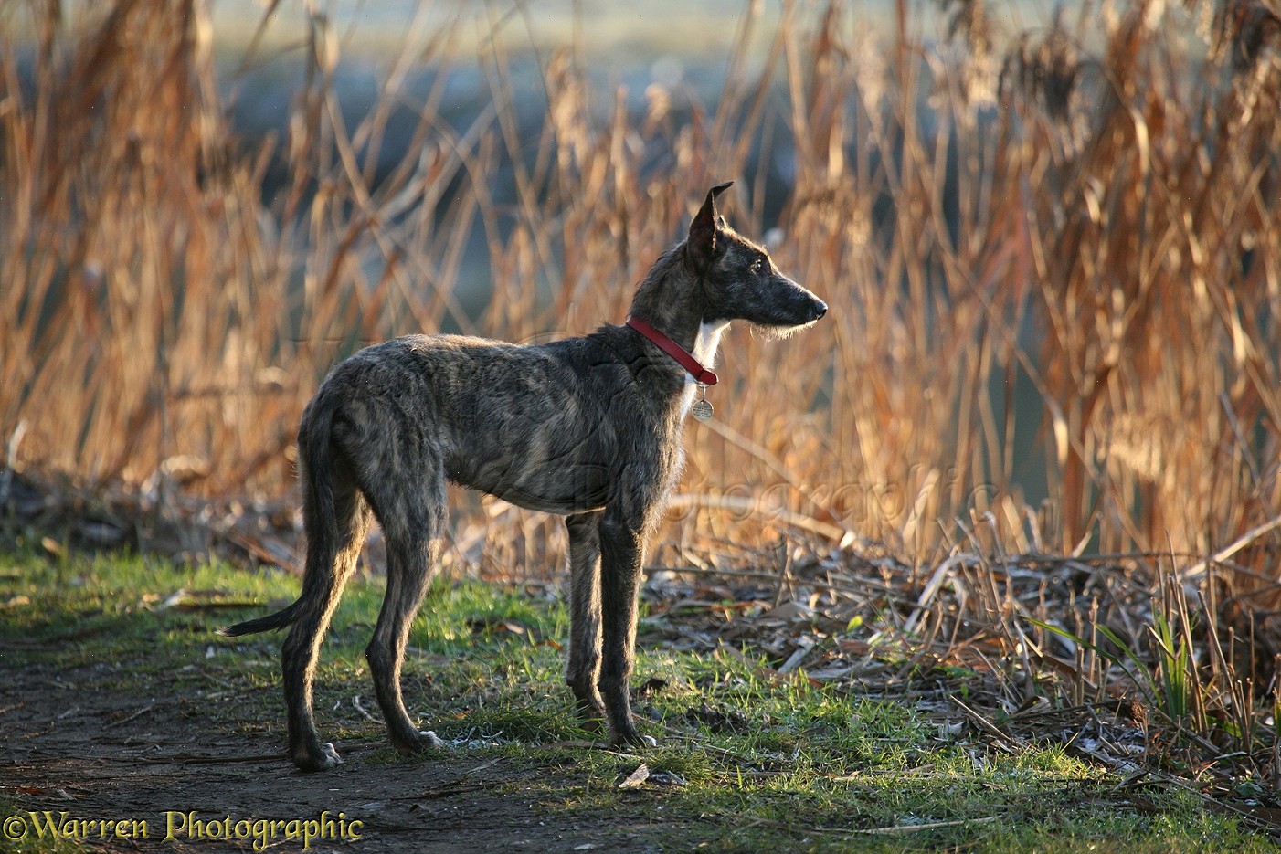 Deerhound Greyhound Lurcher