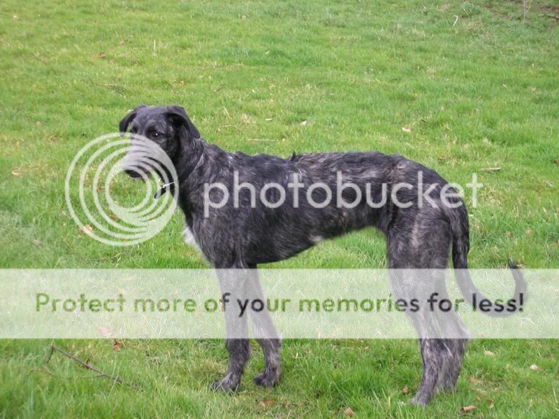 Deerhound Greyhound Lurcher