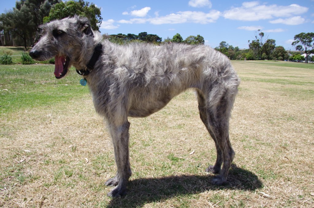 Deerhound Greyhound Lurcher