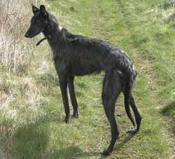 Deerhound Greyhound Lurcher Puppies For Sale