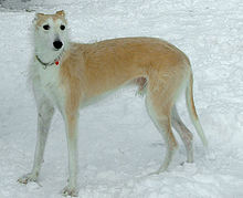 Deerhound Greyhound Lurcher Puppies For Sale