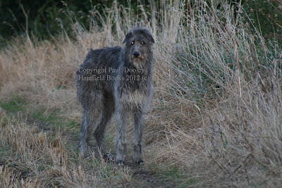 Deerhound Greyhound Lurcher Puppies For Sale