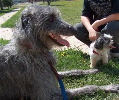 Deerhound Greyhound Pups For Sale