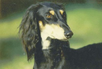 Deerhound Greyhound Saluki