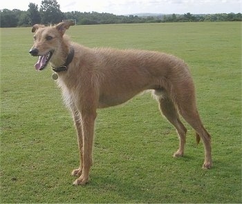 Deerhound Greyhound Saluki