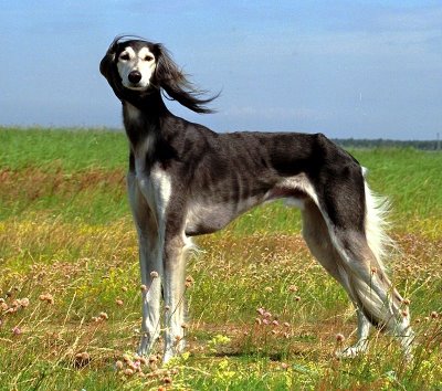 Deerhound Greyhound Saluki