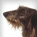 Deerhound Greyhound Saluki