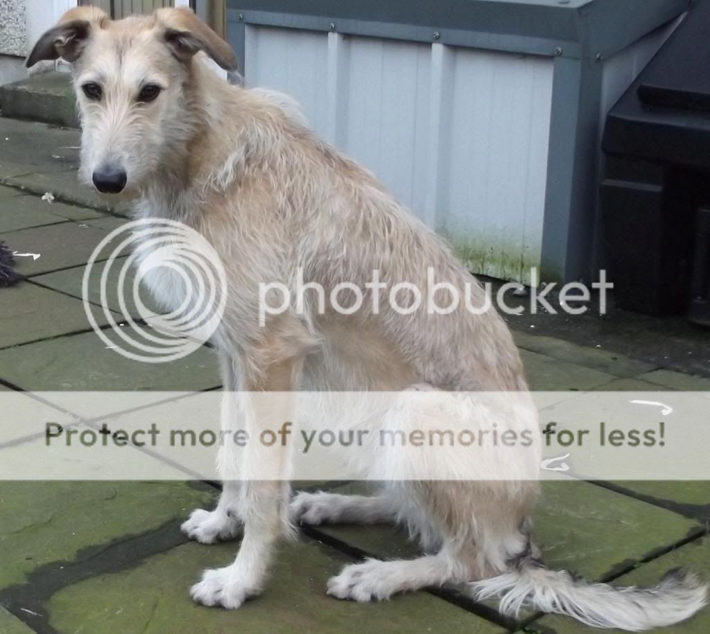 Deerhound Greyhound Saluki