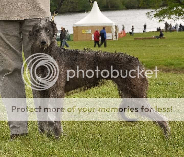 Deerhound Greyhound X Bull Greyhound