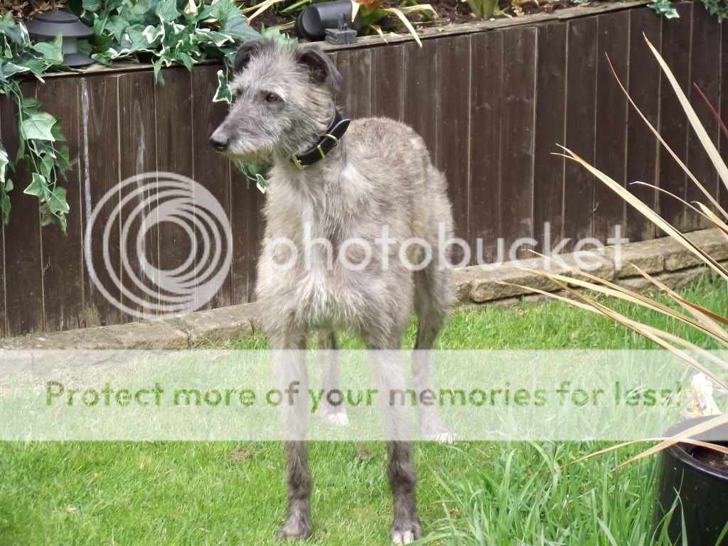 Deerhound Greyhound X Bull Greyhound