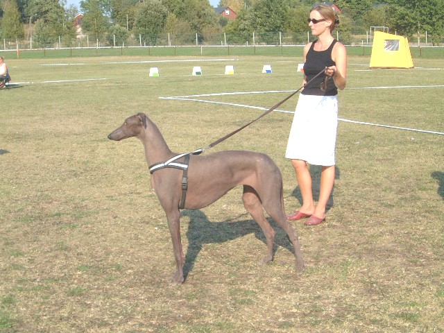 Deerhound Hunting