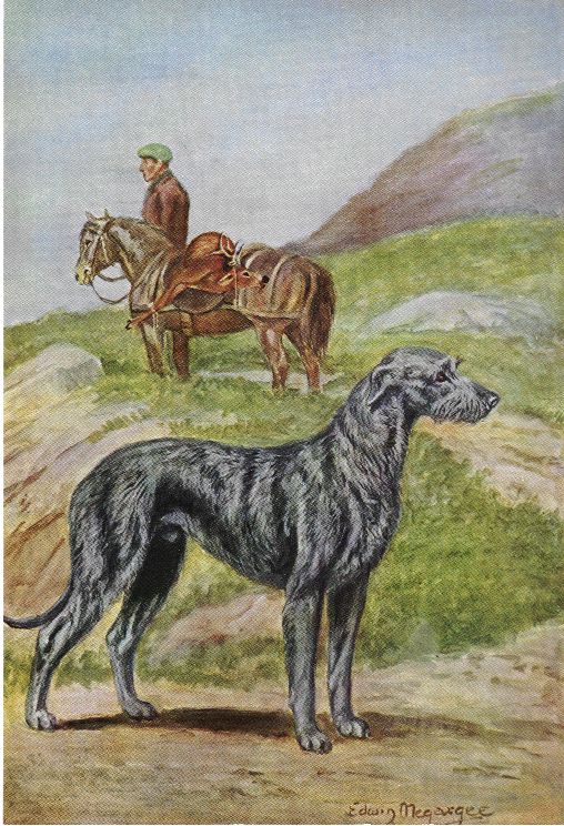 Deerhound Hunting