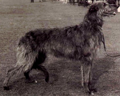 Deerhound Hunting