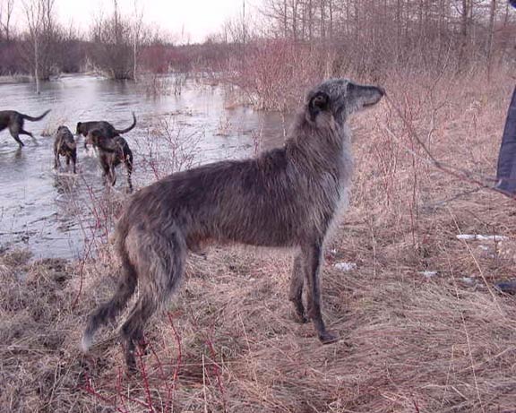 Deerhound Hunting