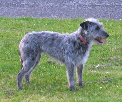 Deerhound Lurcher