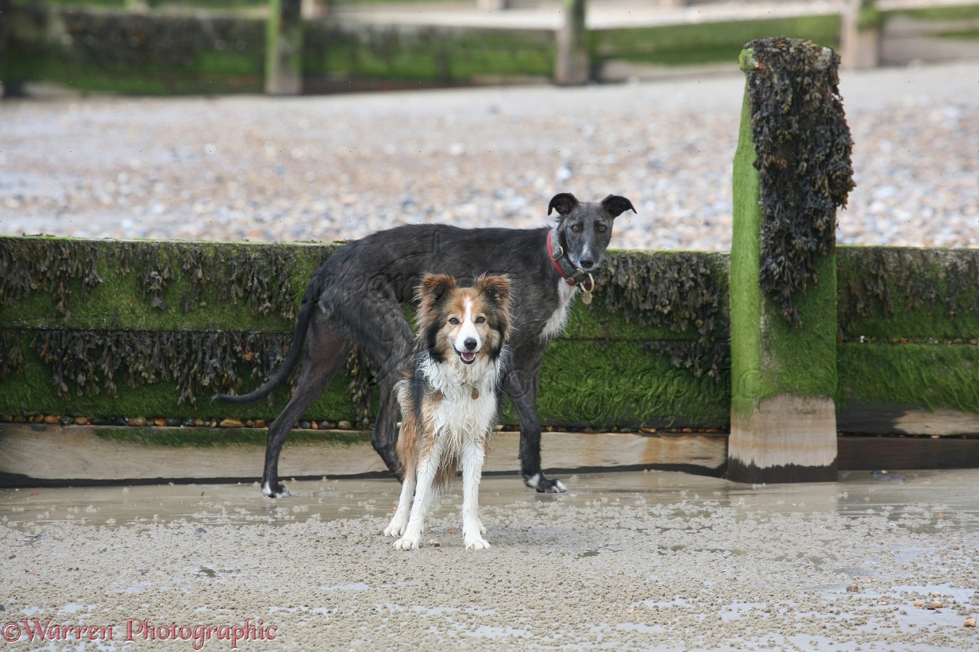 Deerhound Lurcher