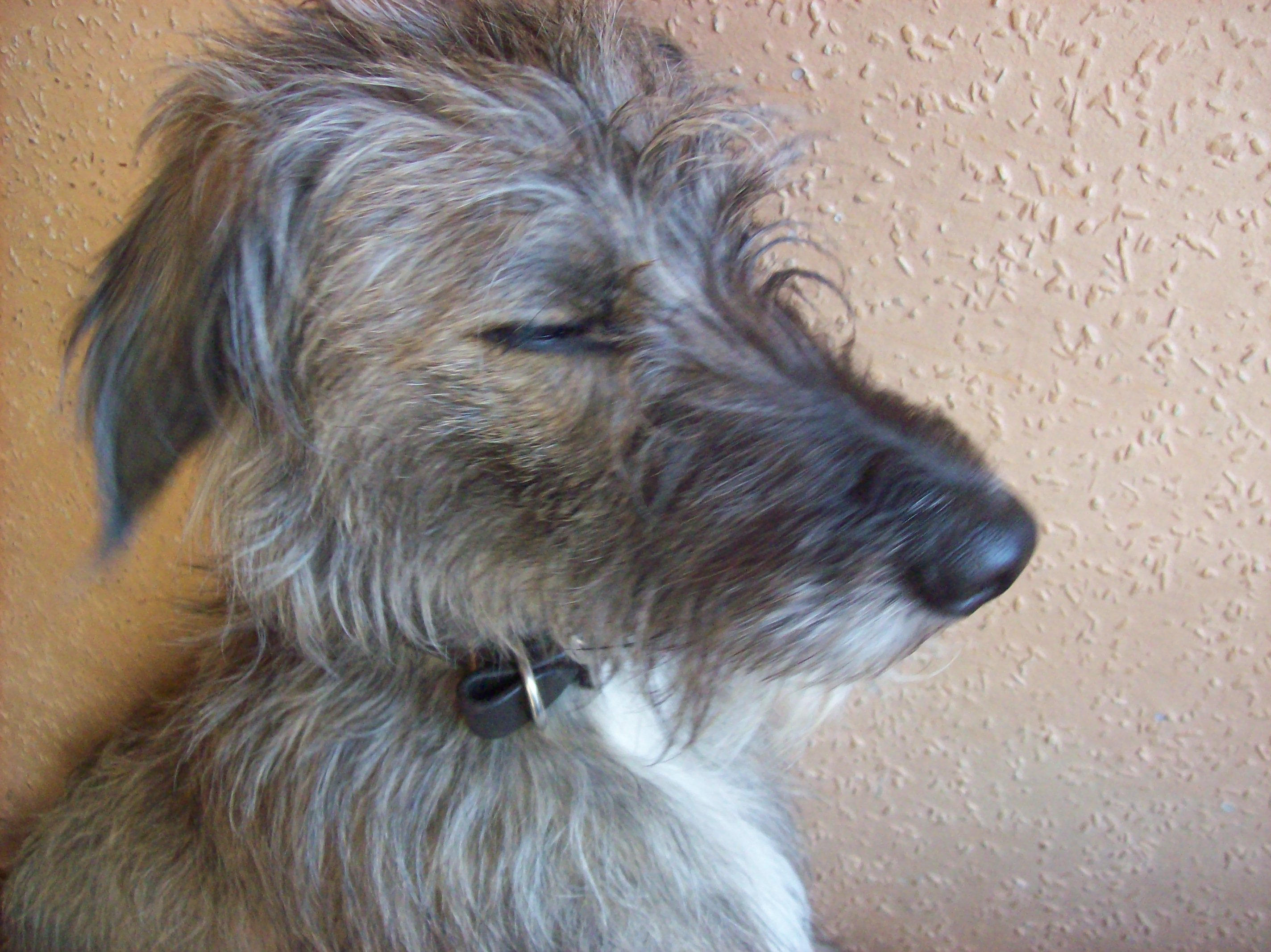 Deerhound Lurcher