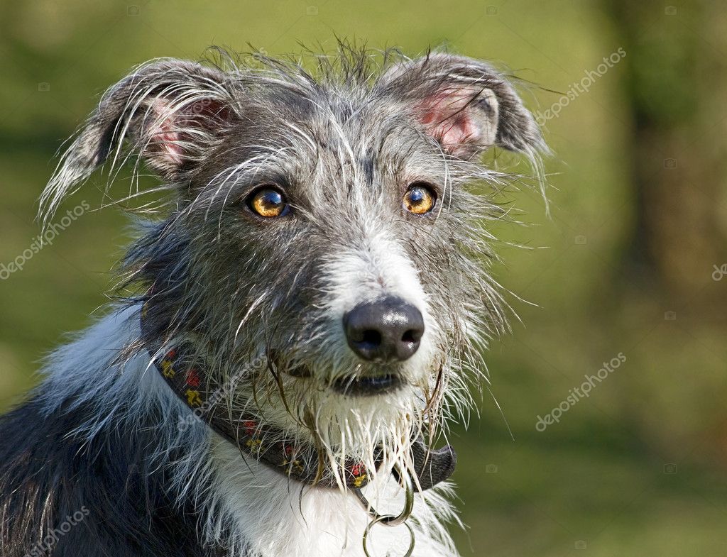 Deerhound Lurcher