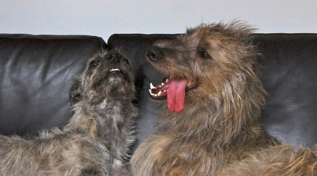 Deerhound Lurcher