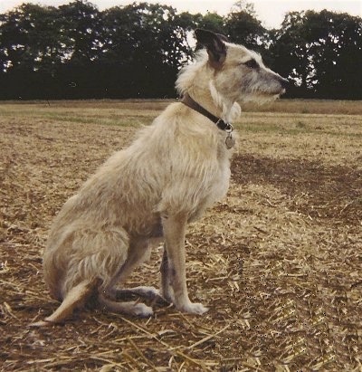 Deerhound Lurcher