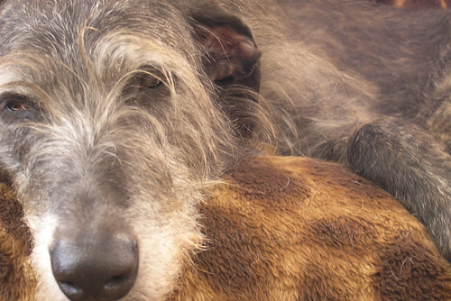 Deerhound Lurcher