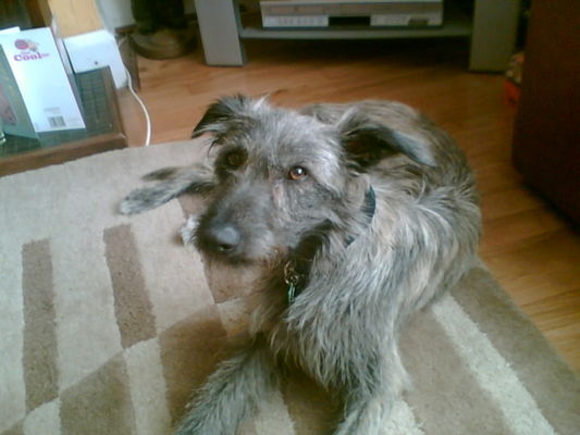 Deerhound Lurcher